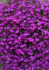 200+ Seeds- Purple Lobelia Erinus Seeds- Purple Riviera-Attractive Annual-B338