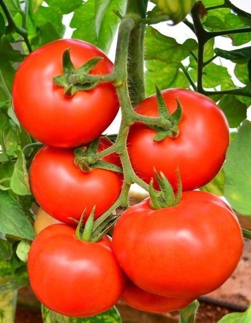 50+  Money Maker Tomato Seeds- -SOLANUM LYCOPERSICUM- Non GMO (Heirloom Variety) Enjoy Deep Red Sweet Tomatoes--A095