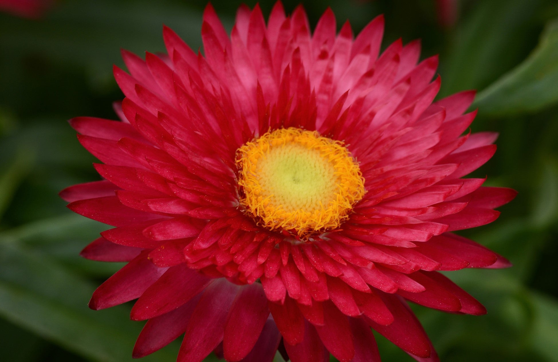 100+ Seeds -Scarlet Strawflower Helichrysum Flower Seeds-B108/ Strawflower