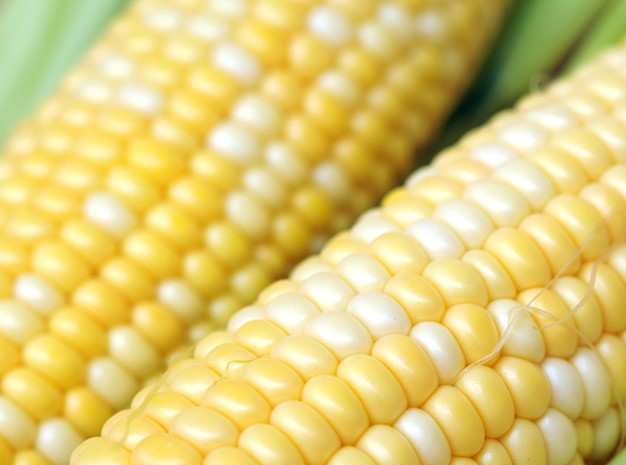 20+ Seeds- Corn Seeds -(Sugar baby Corn) -A004-Sweet Corn