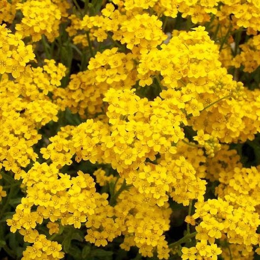 100+ Alyssum basket of gold Flower seeds-Beautiful  Gold Tuft- Deer resistant Aurinia Saxatiles ornamental Flower.--B168