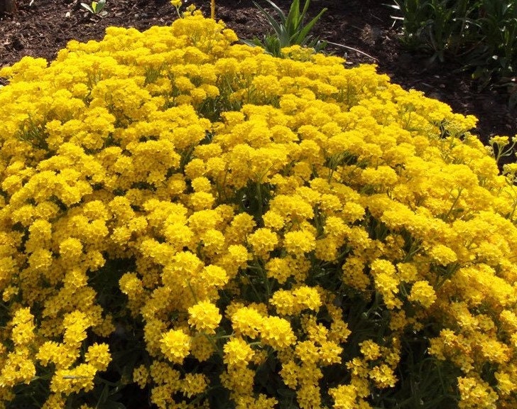 100+ Alyssum basket of gold Flower seeds-Beautiful  Gold Tuft- Deer resistant Aurinia Saxatiles ornamental Flower.--B168