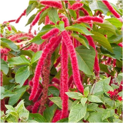 100+ Love Lies Bleeding Flower Seeds- Amaranthus Caudatus----B136