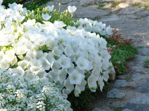 100+ White Bell Tussock Flower Seeds- Campanula Carpatica---B119