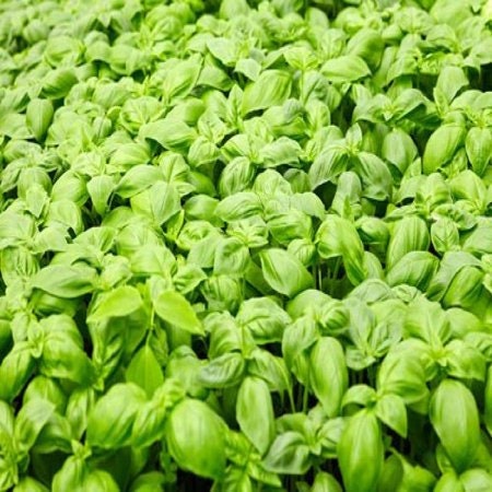 200+Organic Genovese Basil Seeds-Ocimum Basilicum -High Quality Non GMO---G041