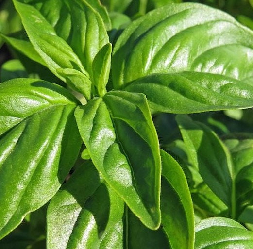 200+Organic Genovese Basil Seeds-Ocimum Basilicum -High Quality Non GMO---G041