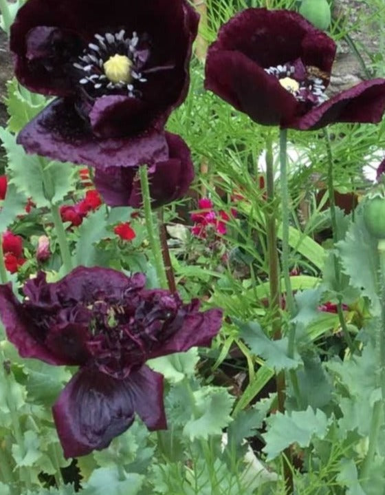 100 Black Peony Poppy Flower Seeds- Attractive and Beautiful annual Pa –  asho8744