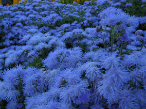 100+Dwarf Blue Floss Flower Seeds-Pure Blue Ageratum Houstonianum-- B123