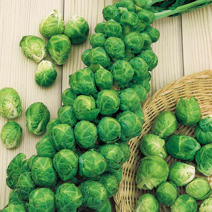 100+ Organic Brussels Sprout Vegetable Seeds-  Sweet Brussel's Sprout Vegetable- Heirloom Variety- Brassica Oleracea--A003