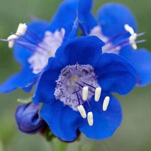 100+ California Bluebell Flower Seeds- Phacelia Campanularia----B118