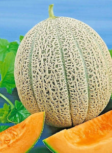 50+ Organic Hale's Best Cantaloupe Seeds- Hales Best Jumbo strain- Sweet Cucumis Melo- Non GMO--A046