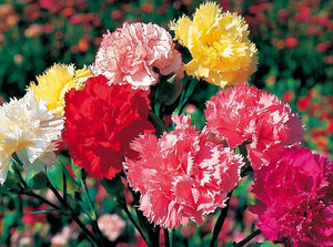 100+  Mix Giant Chabaud Carnation Flower Seeds- Annual Chabaud Mix- Exotic  Dianthus Caryophyllus----B149