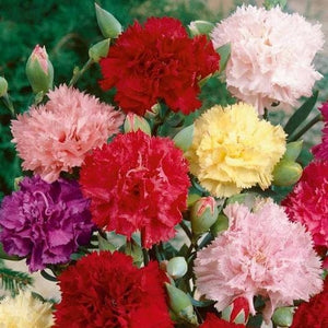 100+  Mix Giant Chabaud Carnation Flower Seeds- Annual Chabaud Mix- Exotic  Dianthus Caryophyllus----B149