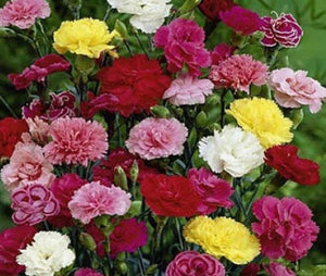 100+  Mix Giant Chabaud Carnation Flower Seeds- Annual Chabaud Mix- Exotic  Dianthus Caryophyllus----B149