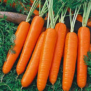 200+  Nantes  Coreless Organic Carrot Seeds- Sweet Daucus Carota---A083-Matures in 65 days!