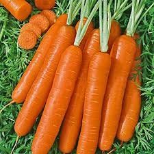 200+  Nantes  Coreless Organic Carrot Seeds- Sweet Daucus Carota---A083-Matures in 65 days!