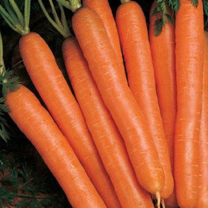 200+  Nantes  Coreless Organic Carrot Seeds- Sweet Daucus Carota---A083-Matures in 65 days!