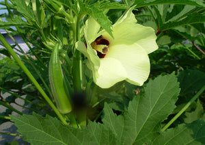 50+ Clemson Okra Seeds-  ORGANIC SPINELESS STRAIN-- Grow Easy-- Will Mature in less than 60 days- Abelmoschus Esculentus--A062