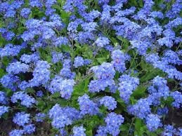 100+ Cynoglossum Chinese Forget Me Not Flower Seeds- CYNOGLOSSUM BLUE- Cynoglossum amabibile--B048