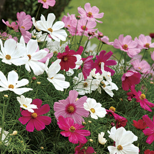 100+  Beautiful Cosmos Early Sensation Single Mix Flower Seeds---( B049 ) COSMOS BIPINNATUS