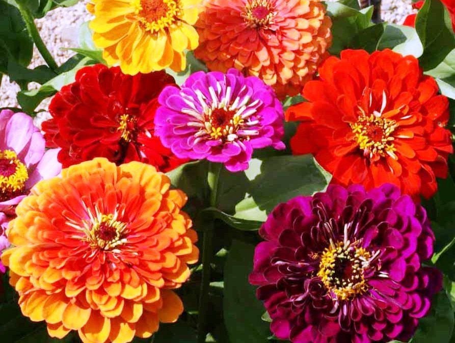 100+  Zinnia California Giant Mix Seeds- ZINNIA ELEGANS---(B053)