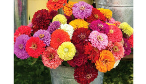 100+  Zinnia California Giant Mix Seeds- ZINNIA ELEGANS---(B053)