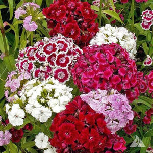 100+ Sweet William Flower Seeds-Single Mix Perennial for sun or semi sun- DIANTHUS BARBATUS---B104