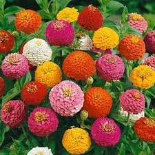 100+   Zinnia Lilliput Mix Color Flower Seeds- ZINNIA ELEGANS----(B107)