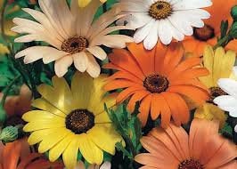 100+ African Daisy Flower Seeds-Mixed Colors--B309