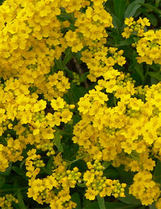 100+ Alyssum basket of gold Flower seeds-Beautiful  Gold Tuft- Deer resistant Aurinia Saxatiles ornamental Flower.--B168