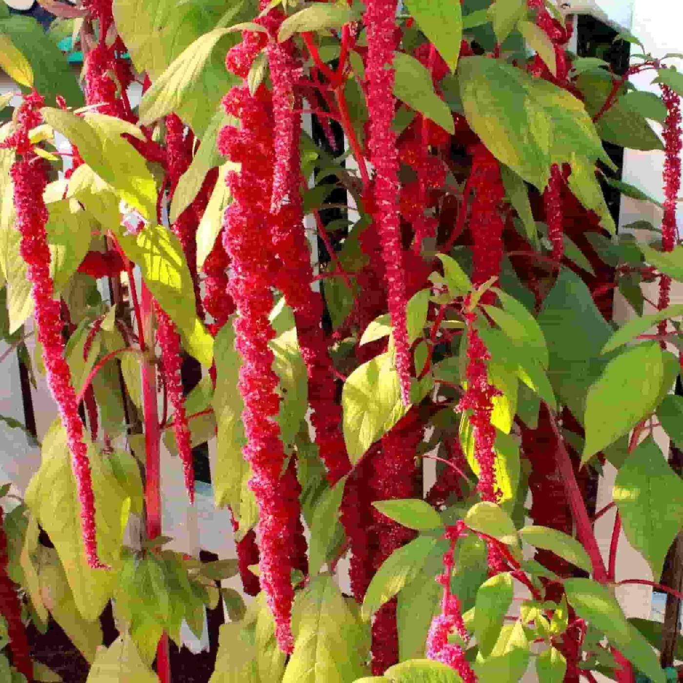 100+ Love Lies Bleeding Flower Seeds- Amaranthus Caudatus----B136