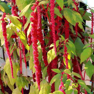 100+ Love Lies Bleeding Flower Seeds- Amaranthus Caudatus----B136