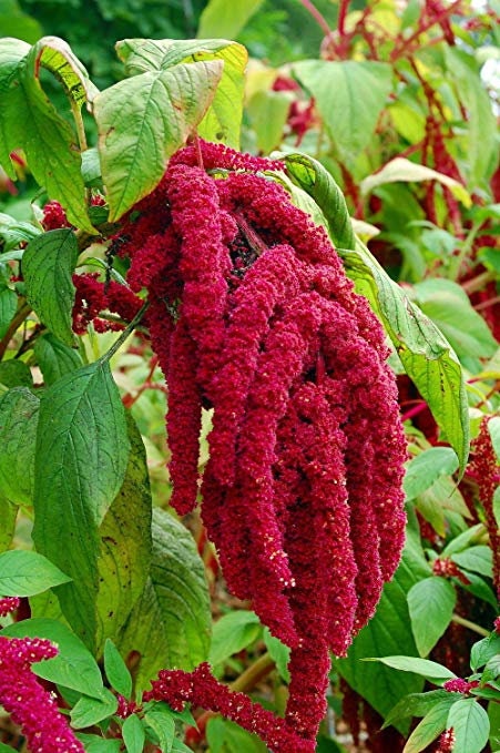 100+ Love Lies Bleeding Flower Seeds- Amaranthus Caudatus----B136