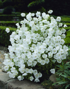 100+ White Bell Tussock Flower Seeds- Campanula Carpatica---B119