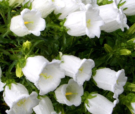 100+ White Bell Tussock Flower Seeds- Campanula Carpatica---B119