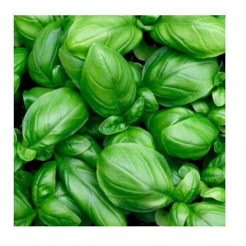 200+Organic Genovese Basil Seeds-Ocimum Basilicum -High Quality Non GMO---G041