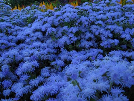 100+Dwarf Blue Floss Flower Seeds-Pure Blue Ageratum Houstonianum-- B123