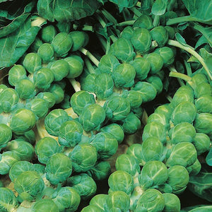 100+ Organic Brussels Sprout Vegetable Seeds-  Sweet Brussel's Sprout Vegetable- Heirloom Variety- Brassica Oleracea--A003