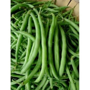 40+ Blue Lake Pole Bean Seeds- Stringless Bean Seeds- Phaseolus Vulgaris -Heirloom Variety-Open-pollinated seeds-A121