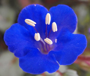 100+ California Bluebell Flower Seeds- Phacelia Campanularia----B118