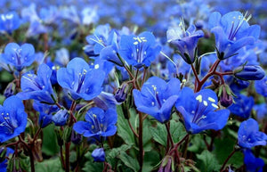 100+ California Bluebell Flower Seeds- Phacelia Campanularia----B118