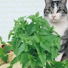 200+ Organic Catnip Seeds-Nepeta Cataria- Great herb for your cats!- G001