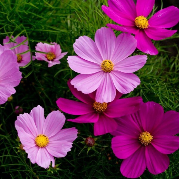 100+  Beautiful Cosmos Early Sensation Single Mix Flower Seeds---( B049 ) COSMOS BIPINNATUS