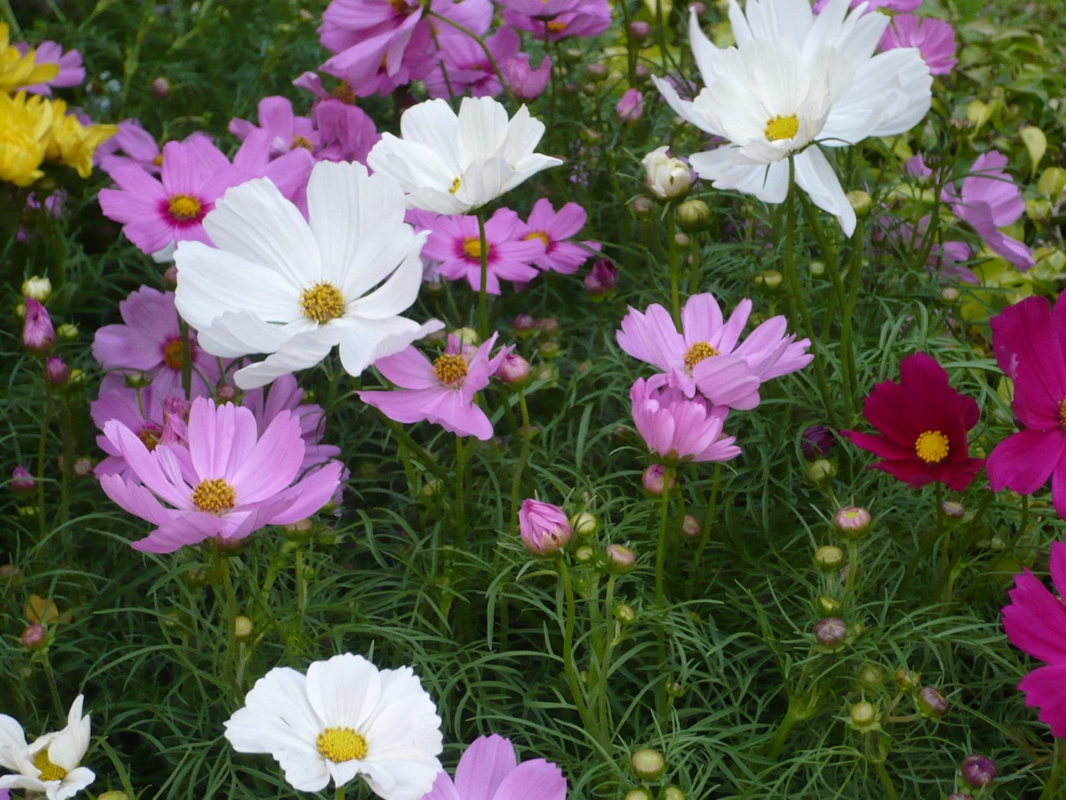 100+  Beautiful Cosmos Early Sensation Single Mix Flower Seeds---( B049 ) COSMOS BIPINNATUS