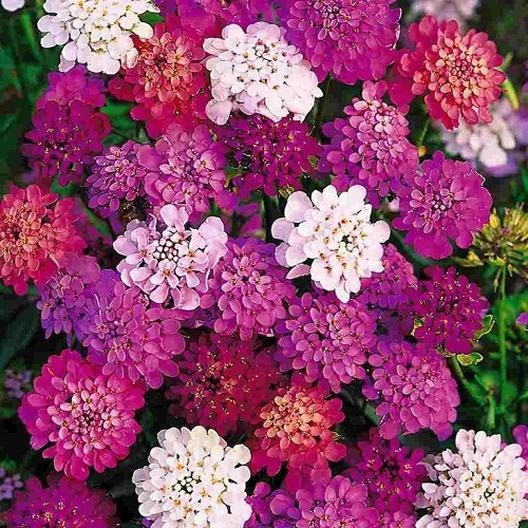 100+ Candytuft Umbellata Mixed Color Flower Seeds- Annual for sun-IBERIS---B305