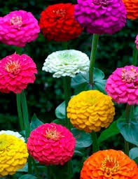 100+   Zinnia Lilliput Mix Color Flower Seeds- ZINNIA ELEGANS----(B107)
