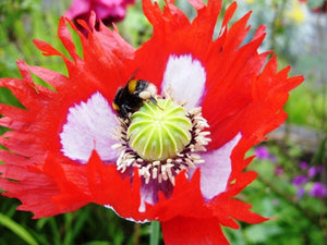 100+ Poppy Danish Flag Flower Seeds-PAPAVAR SOMIFERUM---B185