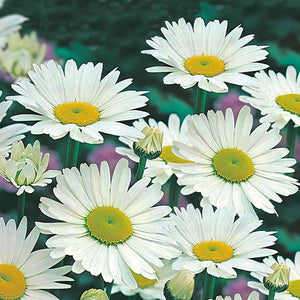 100+ Pcs Shasta Daisy- Alaska Flower Seeds-C.X SUPERBUM- Perennial Flower---B310-Chrysanthemum Maximum Shasta Daisy