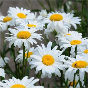 100+ Pcs Shasta Daisy- Alaska Flower Seeds-C.X SUPERBUM- Perennial Flower---B310-Chrysanthemum Maximum Shasta Daisy