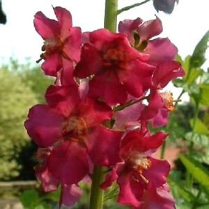 50+ Verbascum Temptress Flower Mix Flower Seeds-Verbascum Phoeniceum-- B175